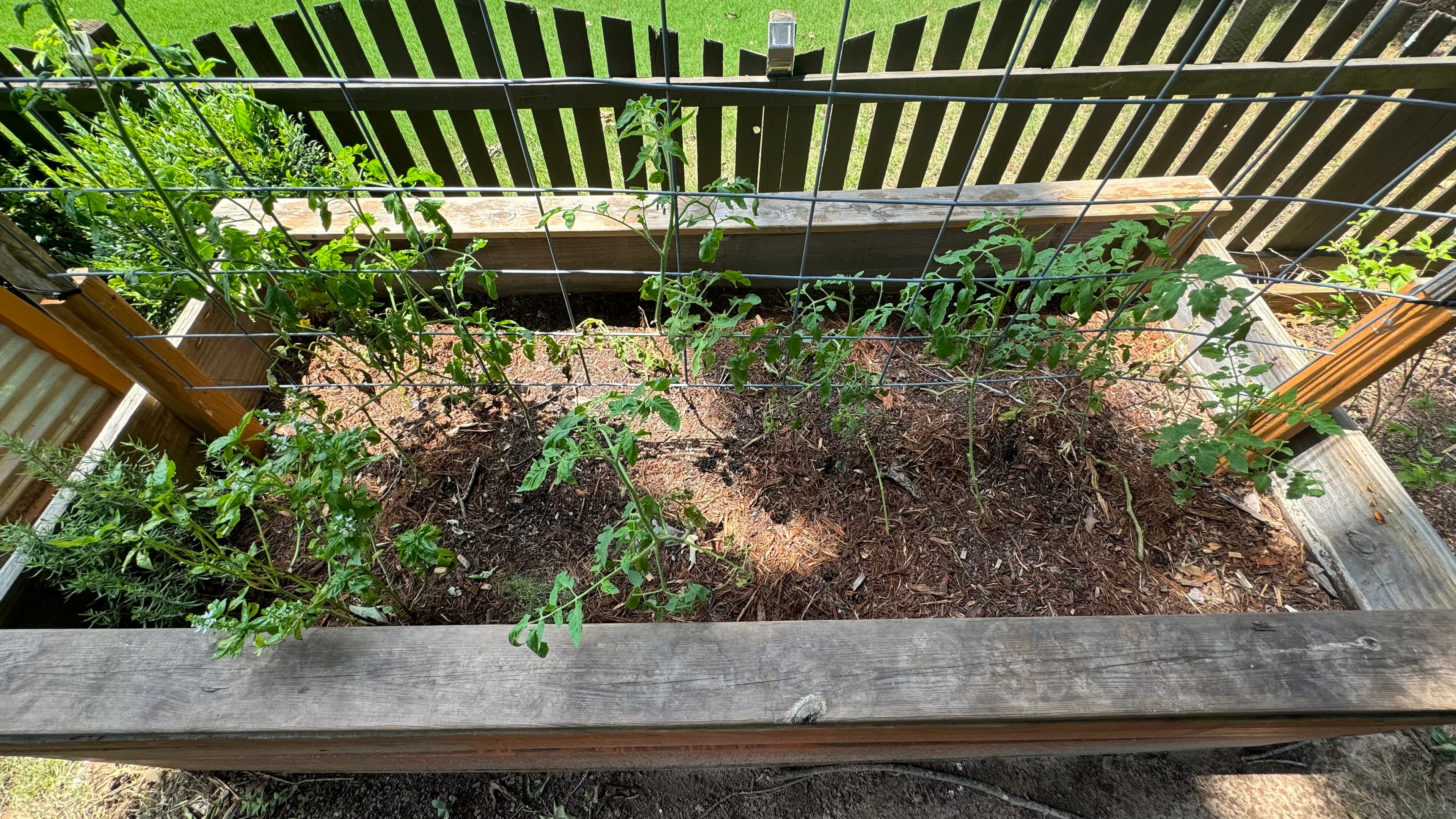 Young plants in a mulched raised bed