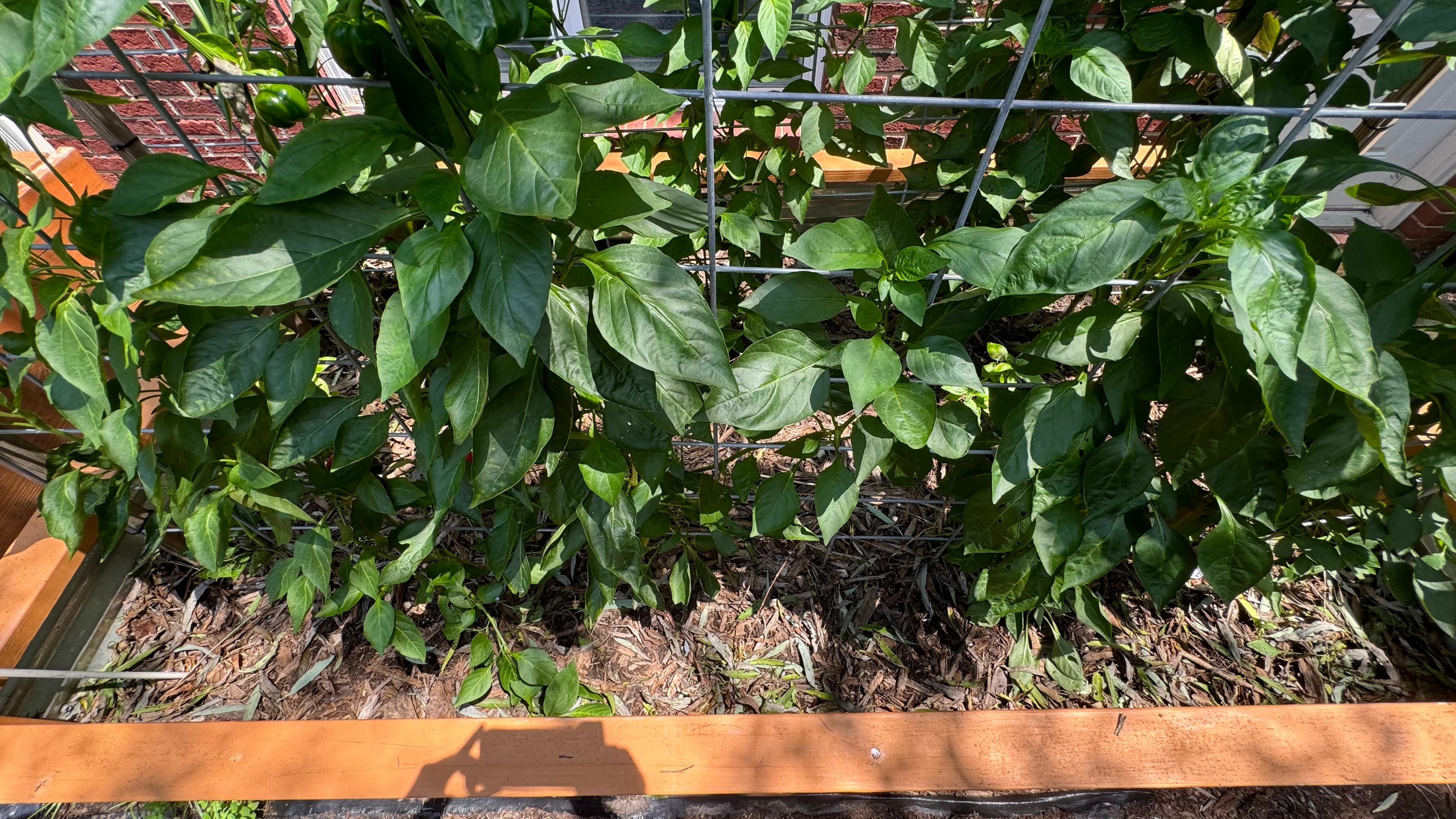 Garden plants growing in a raised bed